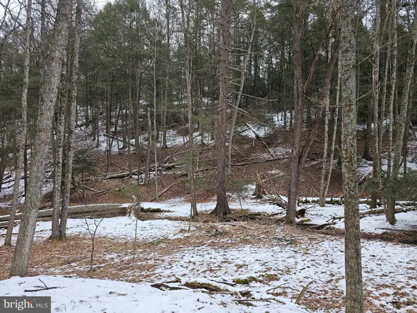a view of a forest filled with trees