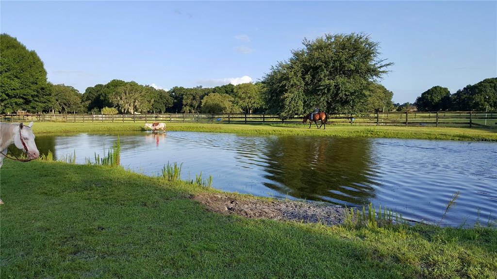 439 Corbett Road Lithia, FL 33547 - Photo 26 of 27 a view of a lake with a yard and large trees