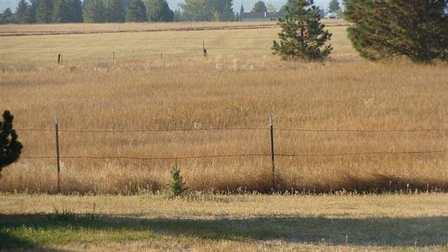 3907 West Hamilton Road Deer Park, WA 99006 - Photo 3 of 8