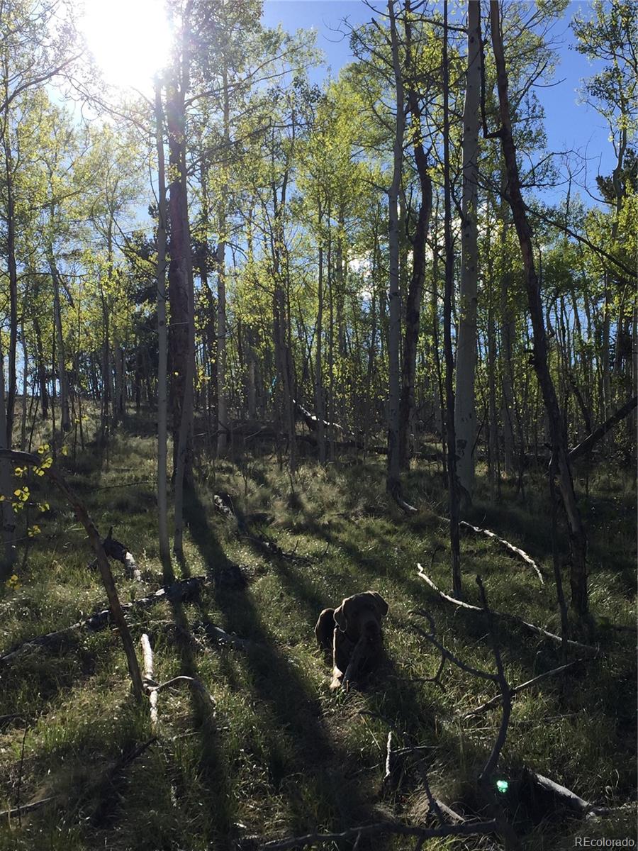 7781 Remington Road Como, CO 80432 - Photo 7 of 9 a view of a forest filled with trees
