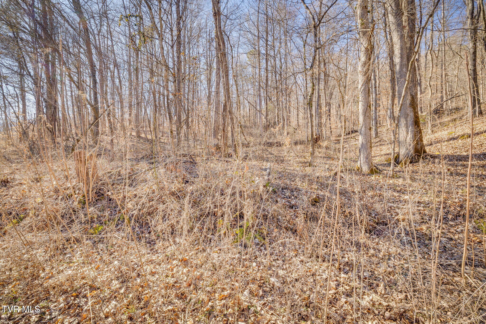 Tbd Long Creek Road, Unit 3 & 4 Del Rio, TN 37727 - Photo 3 of 26 101