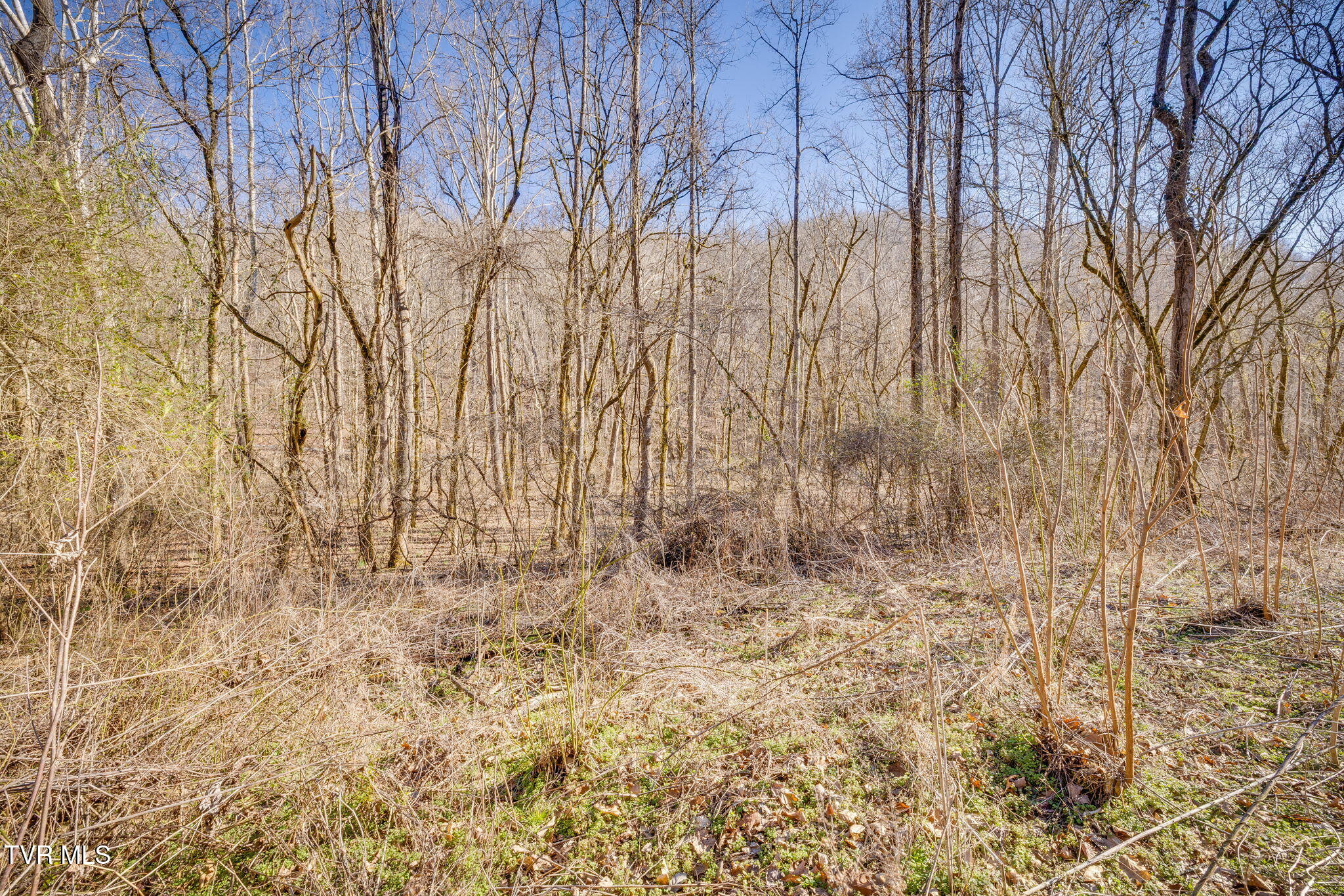 Tbd Long Creek Road, Unit 3 & 4 Del Rio, TN 37727 - Photo 4 of 26 102