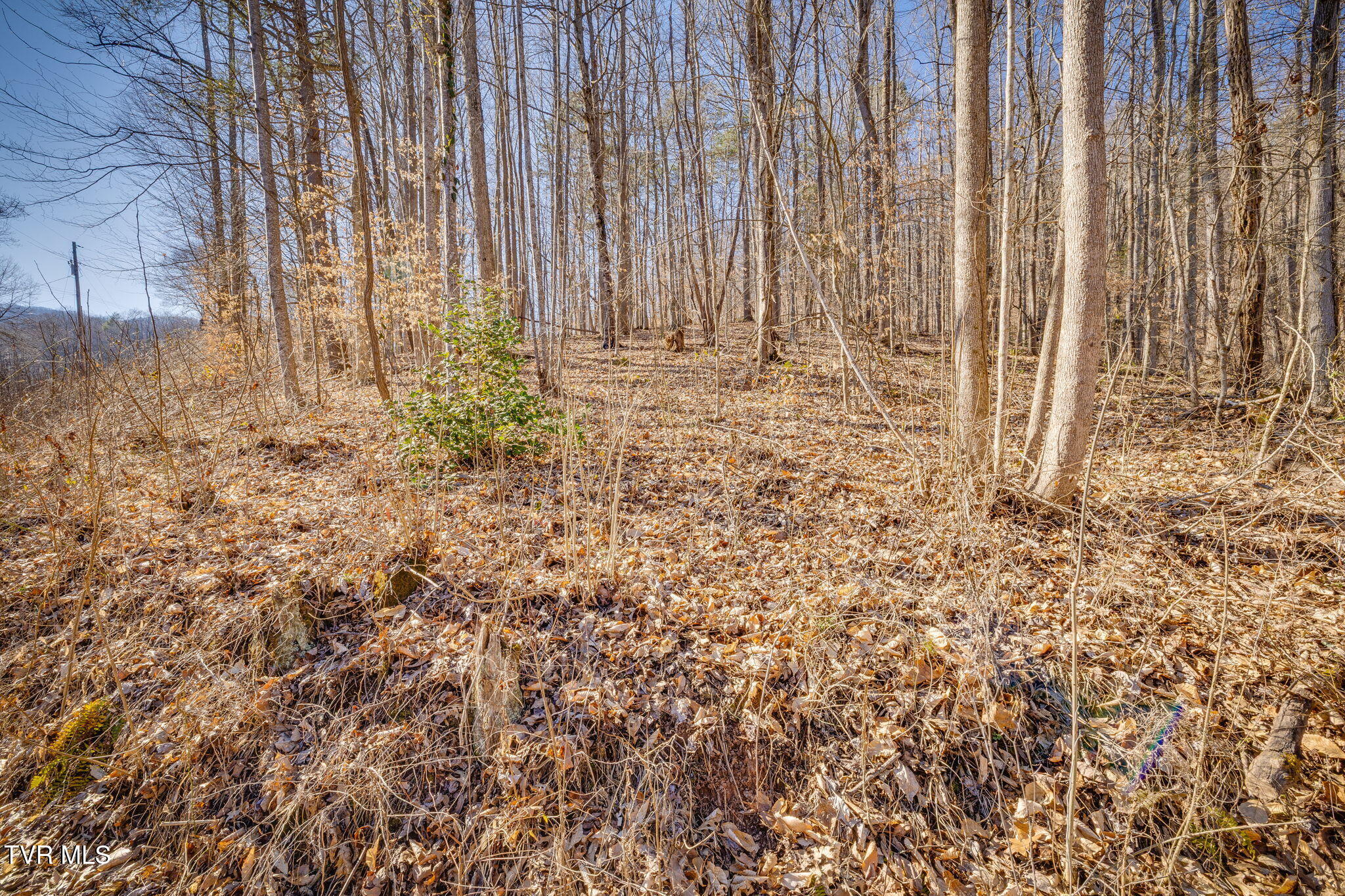 Tbd Long Creek Road, Unit 3 & 4 Del Rio, TN 37727 - Photo 6 of 26 105