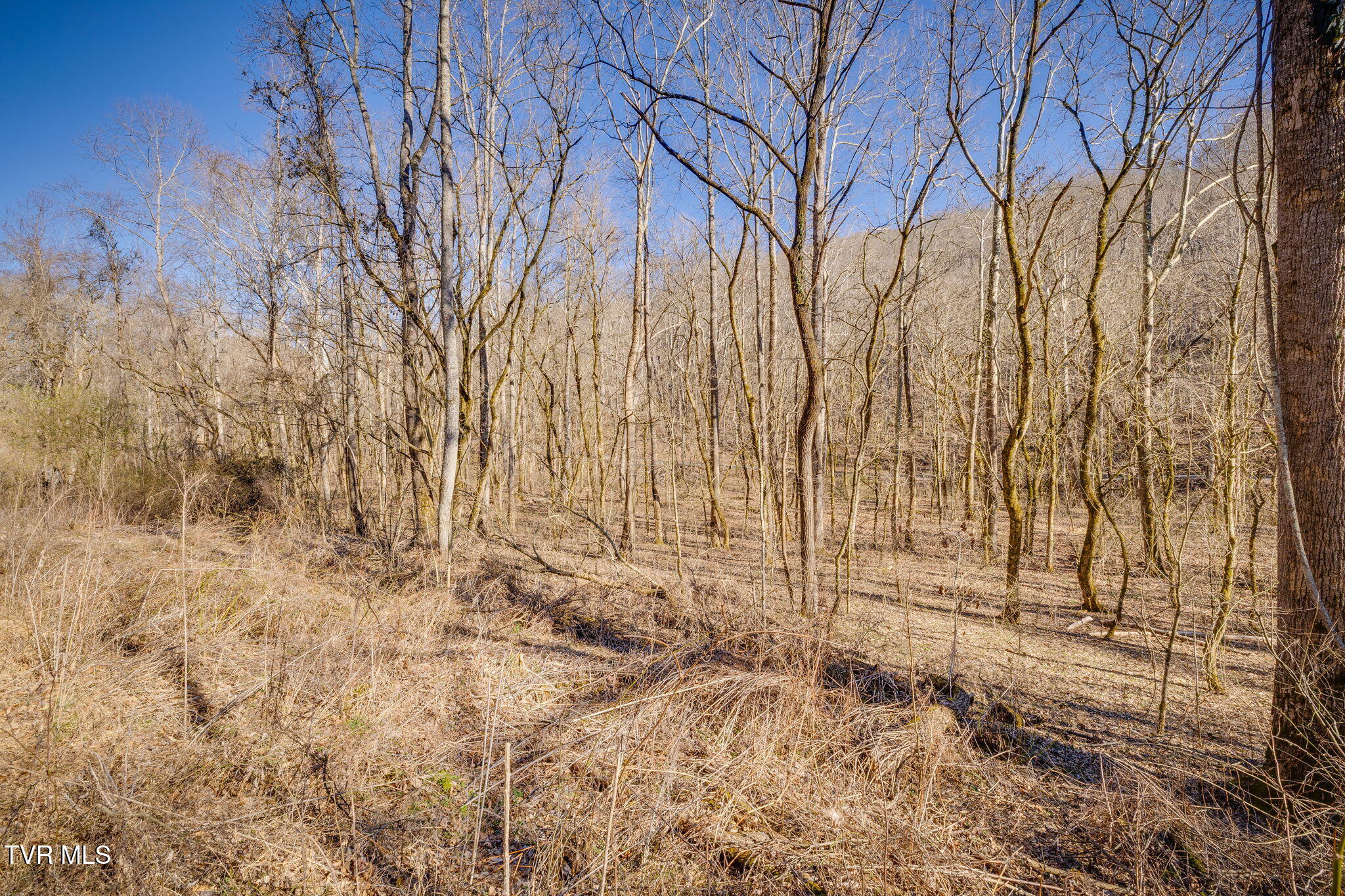 Tbd Long Creek Road, Unit 3 & 4 Del Rio, TN 37727 - Photo 7 of 26 106