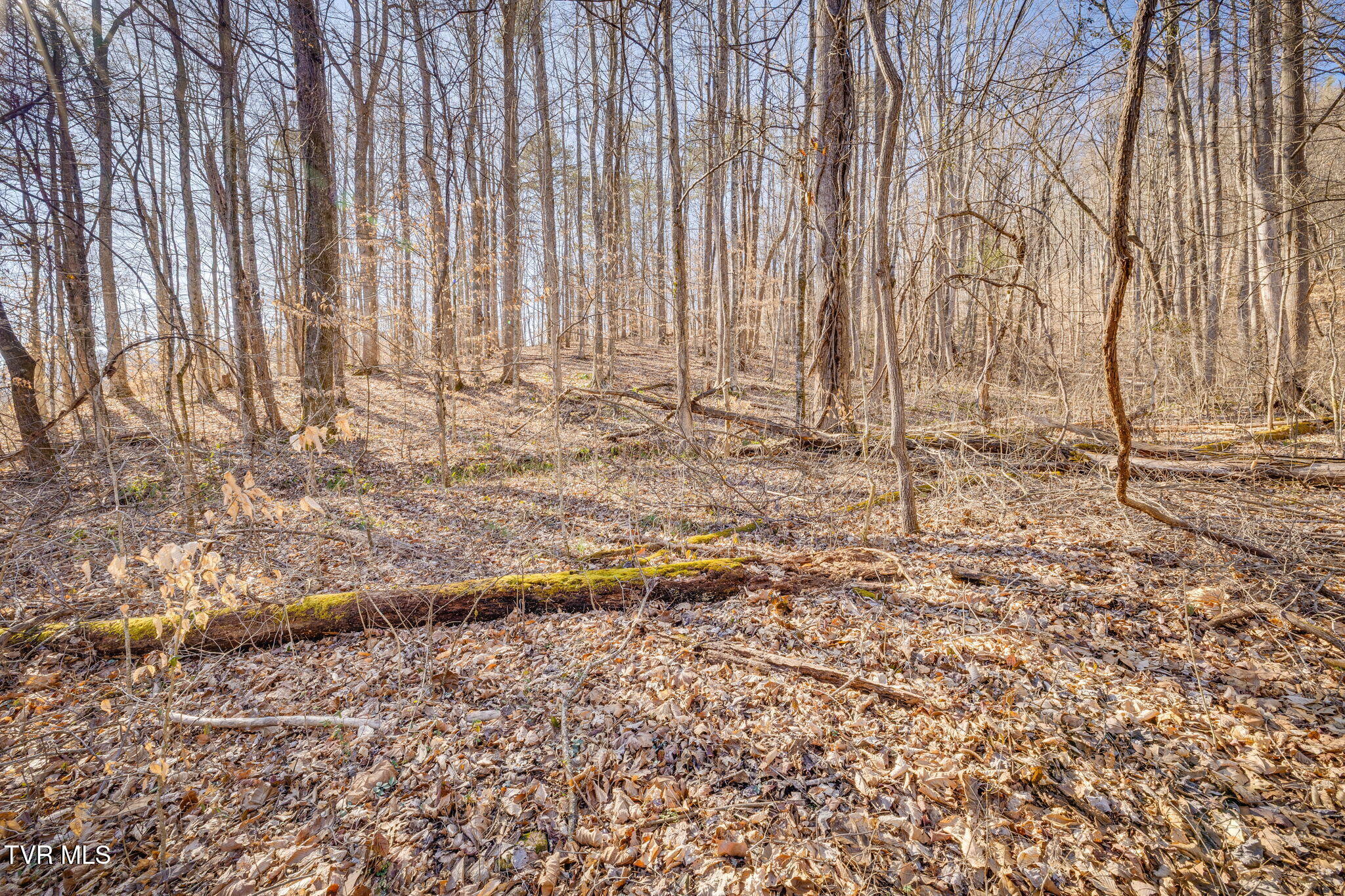 Tbd Long Creek Road, Unit 3 & 4 Del Rio, TN 37727 - Photo 9 of 26 108