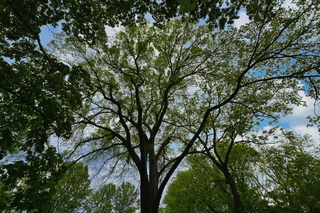 a view of outdoor space and a yard