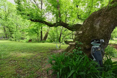 a view of a garden with a tree