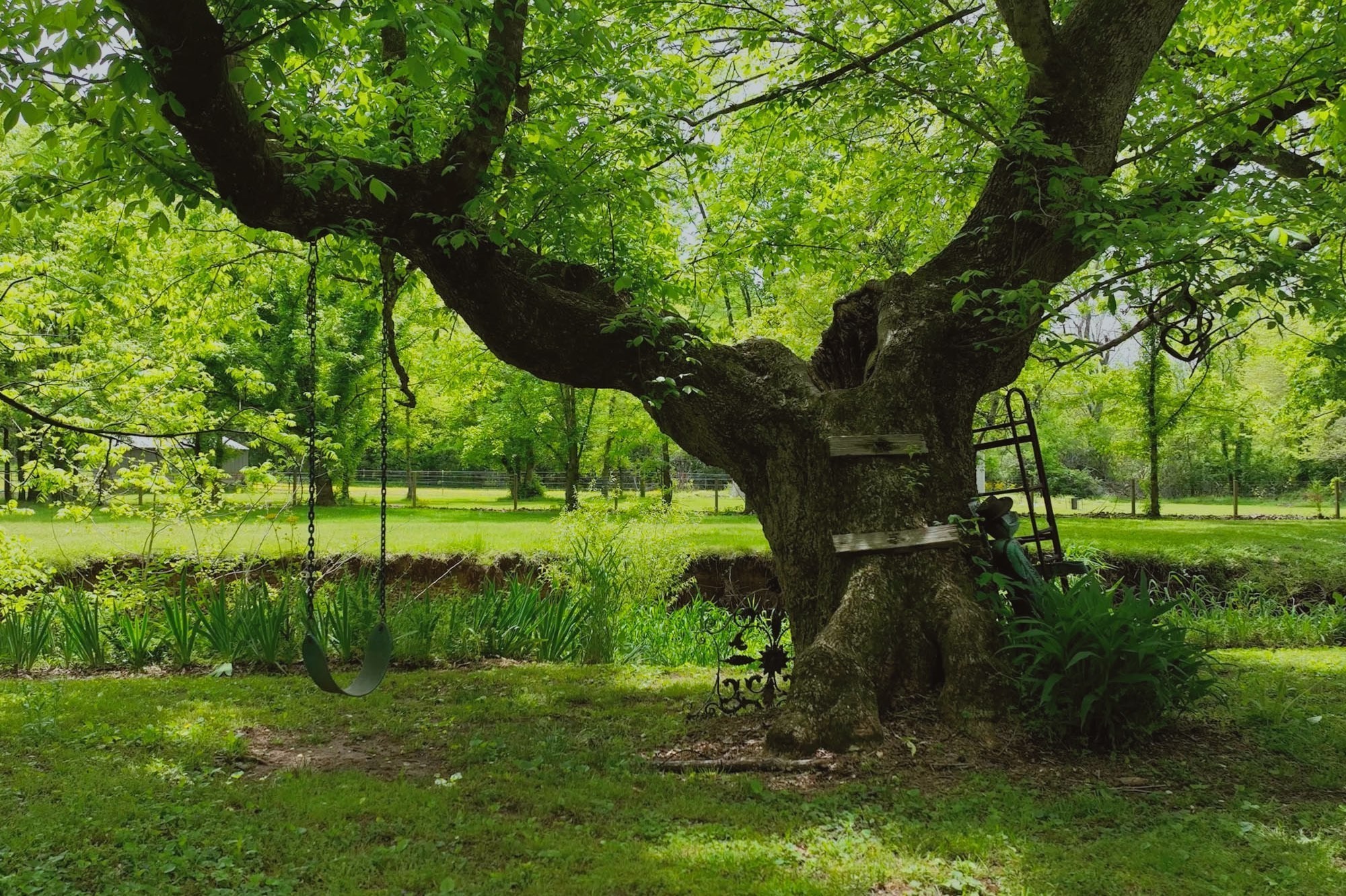 4411 Jackson Road Whites Creek, TN 37189 - Photo 45 of 63 a view of a garden with a tree