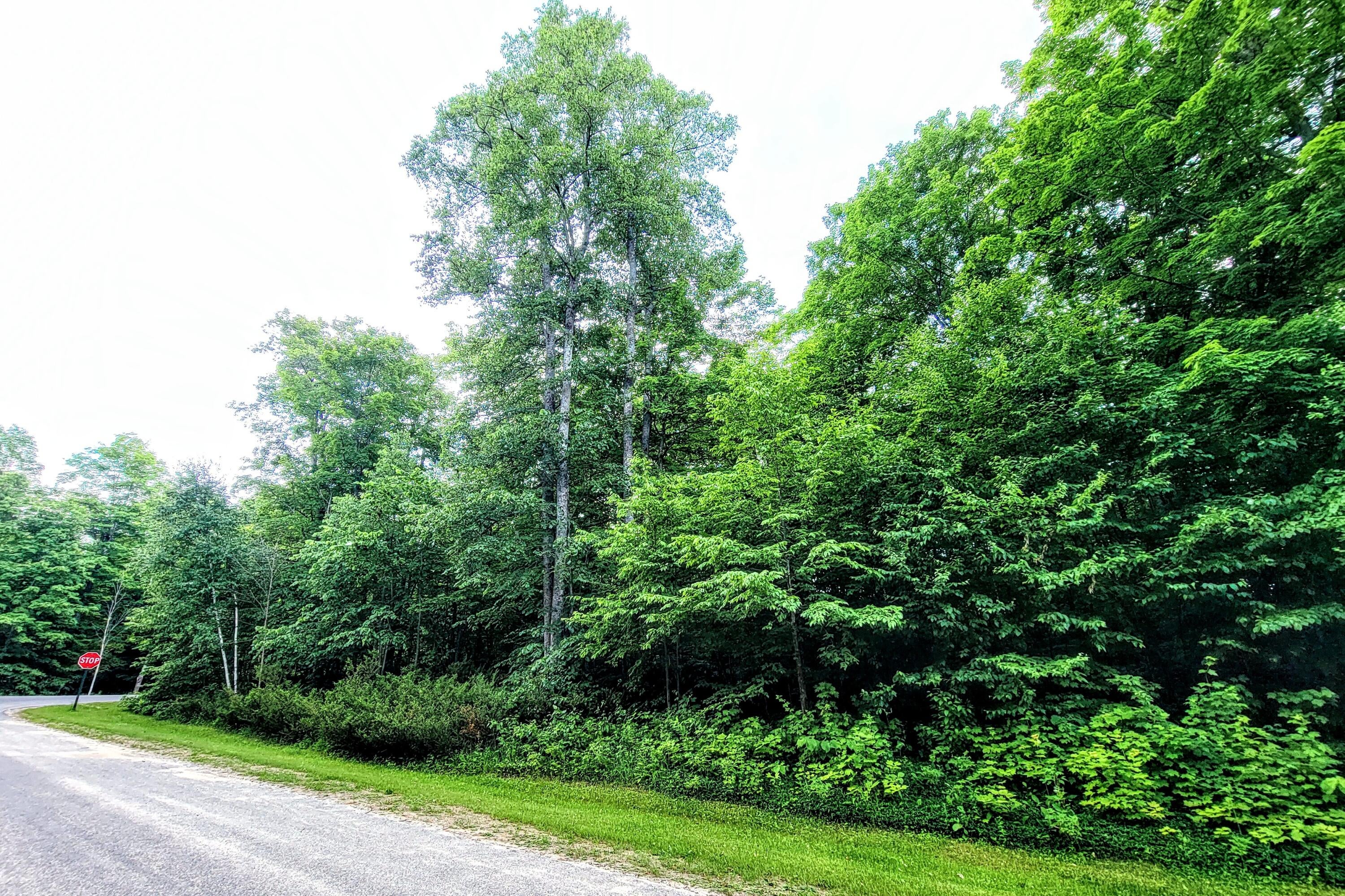 Lot 13 North Ridge Road Lewiston, MI 49756 - Photo 1 of 11 Gallery Image 1