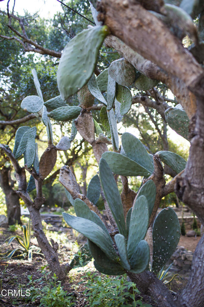 4222 Thacher Road Ojai, CA 93023 - Photo 35 of 38