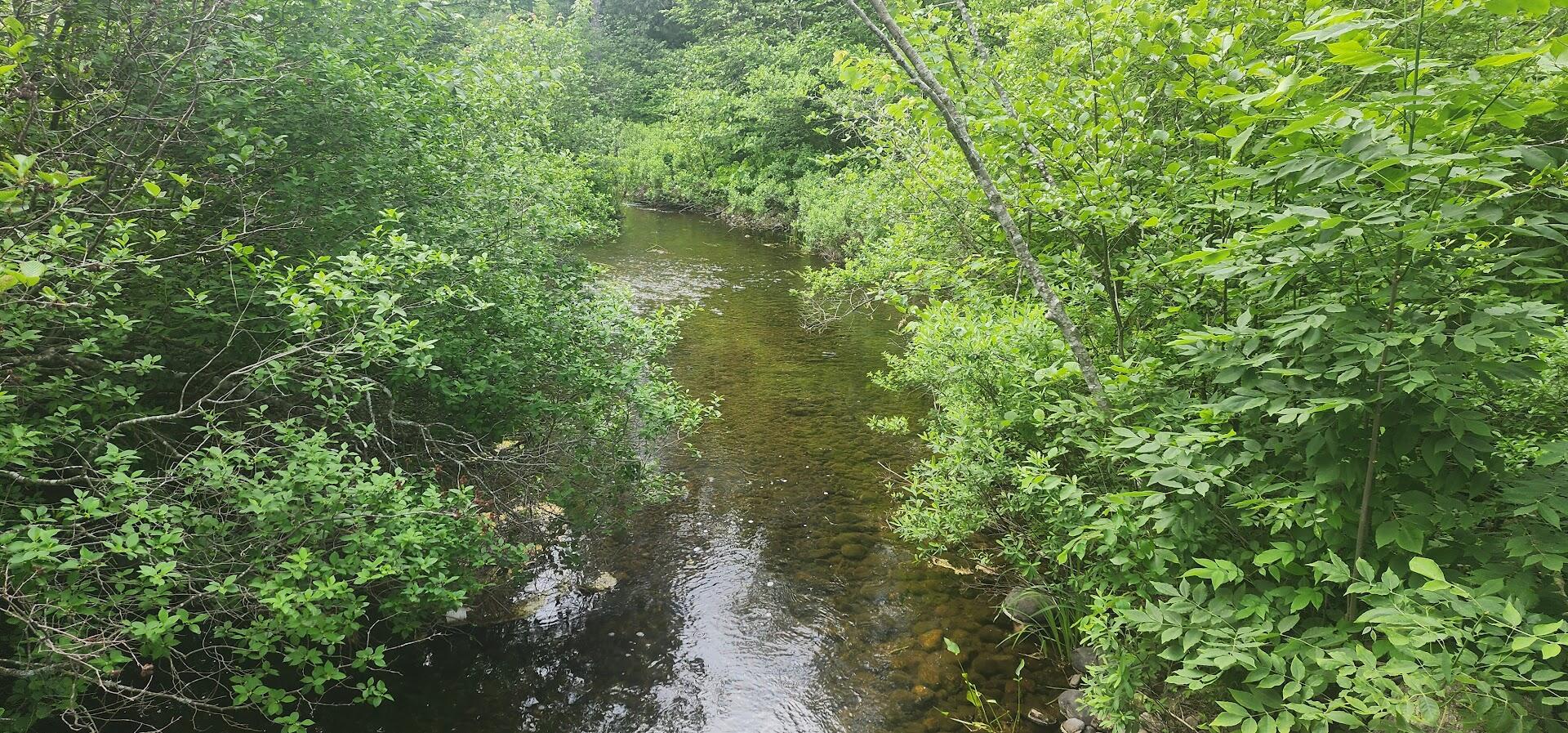 Off Springy Pond Road Eddington, ME 04428 - Photo 11 of 25 20240613_102001