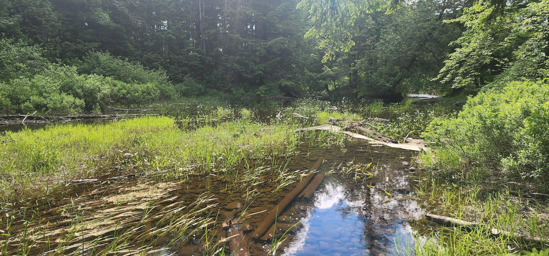 Off Springy Pond Road Eddington, ME 04428 - Photo 21 of 25 20240613_102817