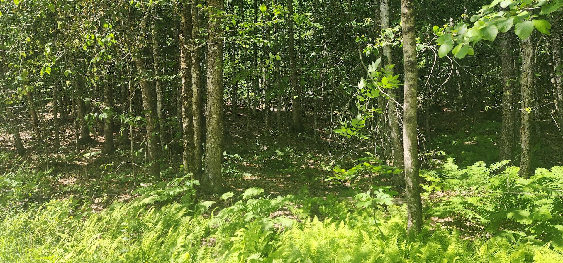 Off Springy Pond Road Eddington, ME 04428 - Photo 23 of 25 20240613_103515