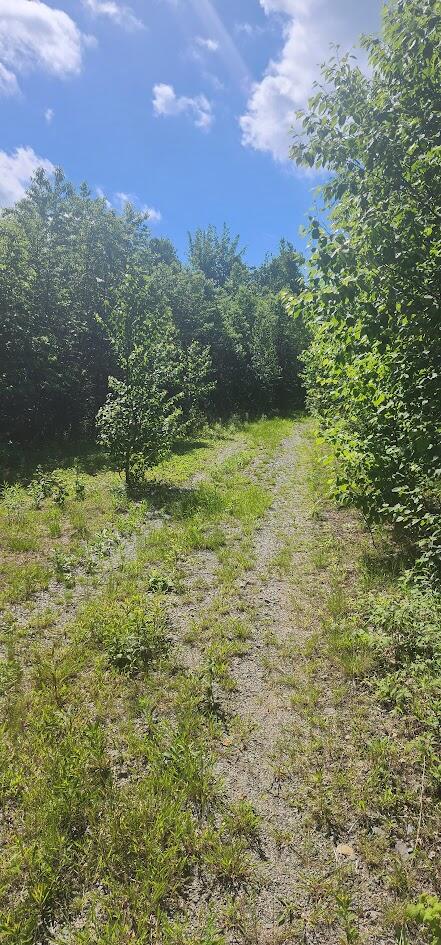 Off Springy Pond Road Eddington, ME 04428 - Photo 10 of 25 20240613_100317