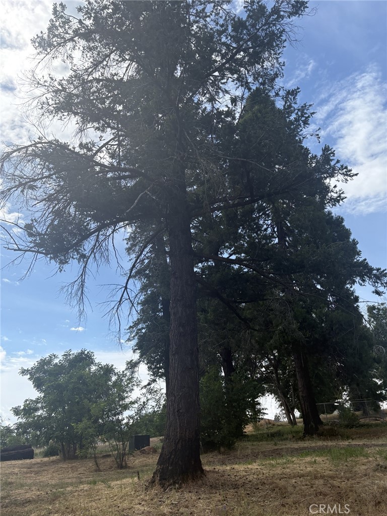 380 Oak Spring Road Paradise, CA 95969 - Photo 11 of 12 a view of a yard with large trees