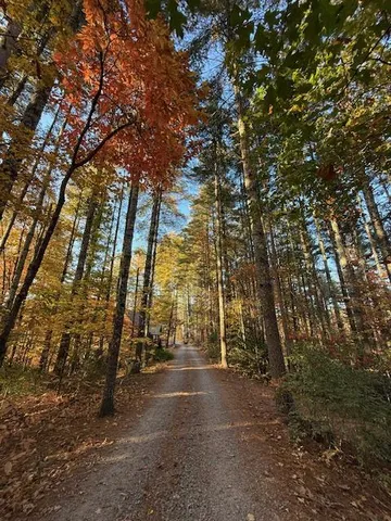 a view of a yard with trees