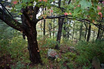 300 Cemetery Hill Road Oneonta, NY 13820 - Photo 1 of 1 Gallery Image 1