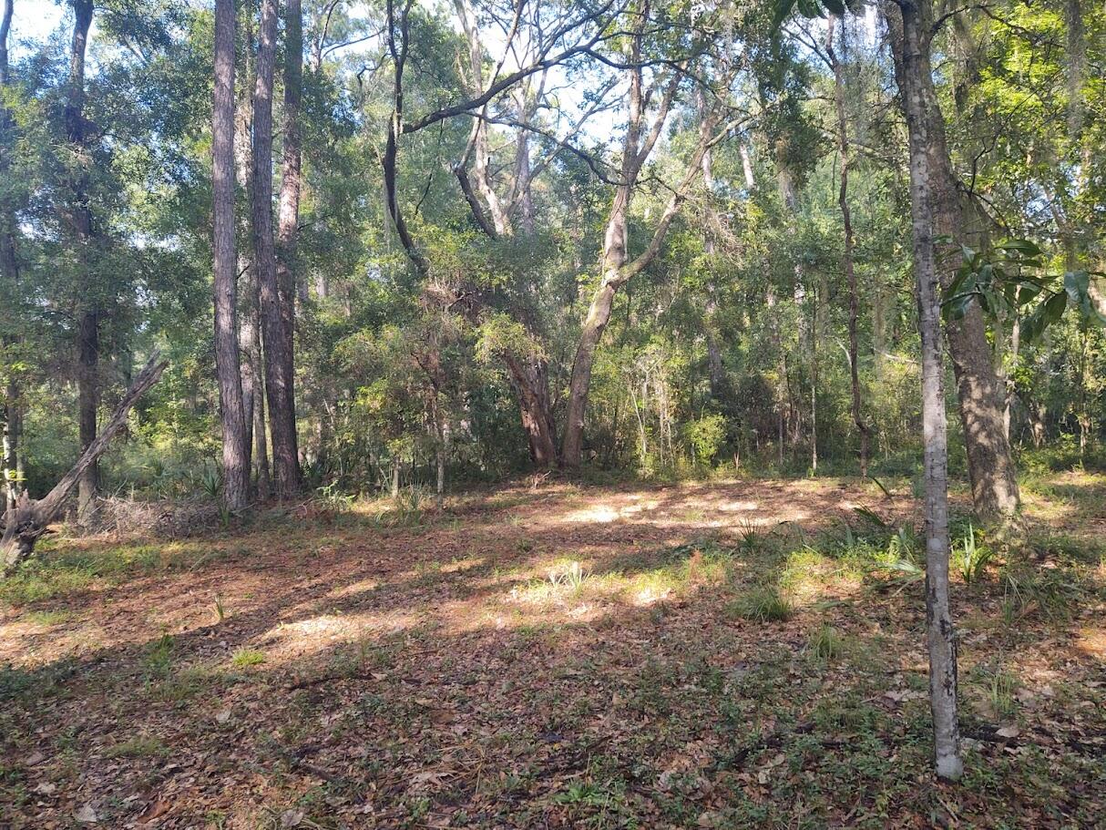 Lot A Shell House Road Edisto Island, SC 29438 - Photo 6 of 12 IMG_20240919_160658191