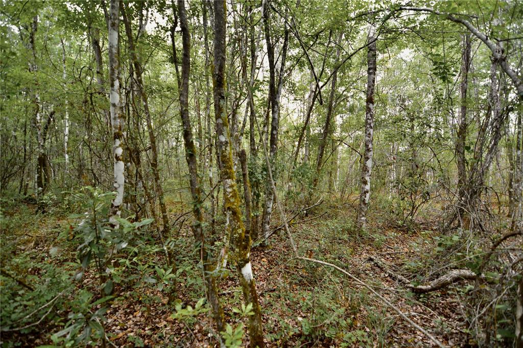 Sweet Gum Road Glen St. Mary, FL 32040 - Photo 19 of 44