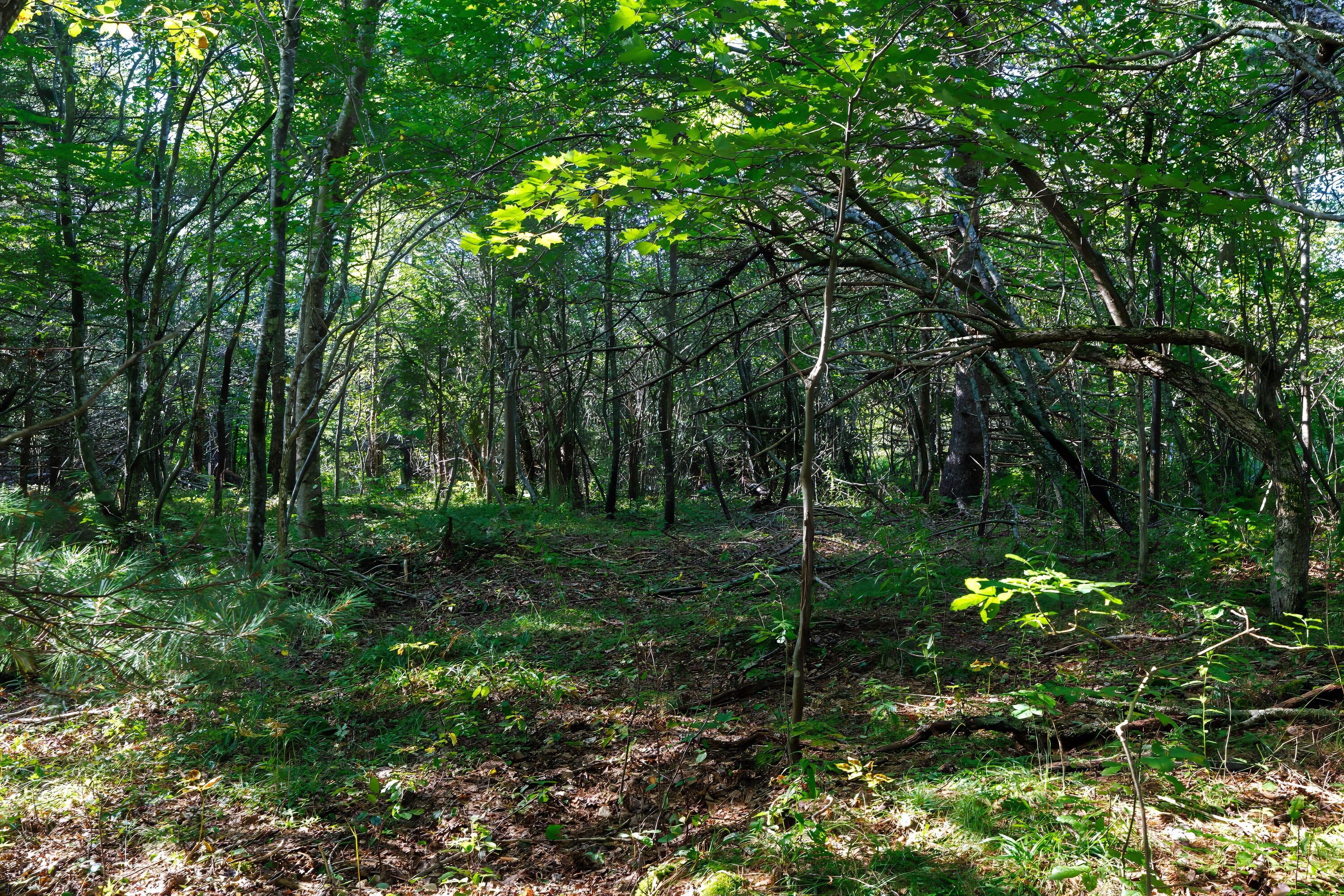 Lot 12 Straight Bay Road Lubec, ME 04652 - Photo 9 of 42 8- Lot 12-B Straight Bay Road HiRes-DTP