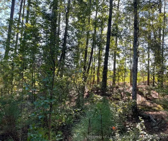 a view of a forest with large trees