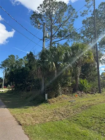 a view of a yard with plants