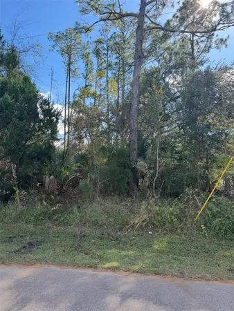 a view of a forest with a tree
