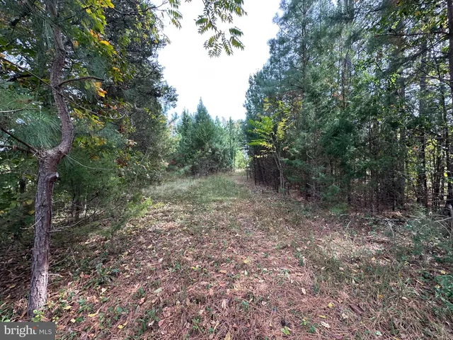 a view of a forest with trees in the background