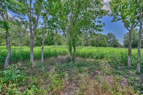 a view of a lush green space