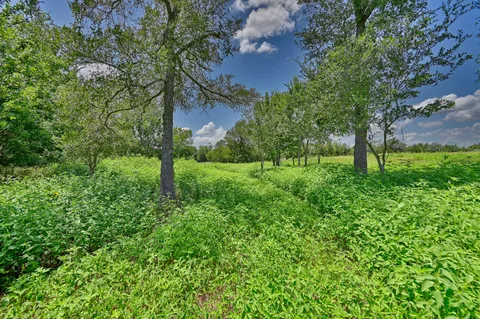 a view of yard with tree