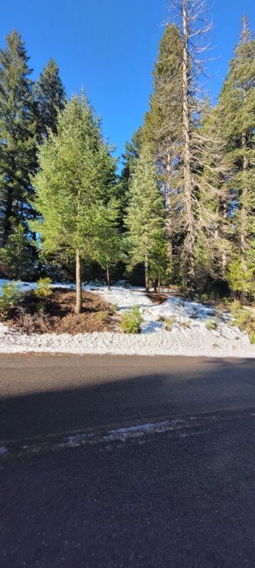 0 Audubon Road Mount Shasta, CA 96067 - Photo 6 of 13 a view of a yard with a tree