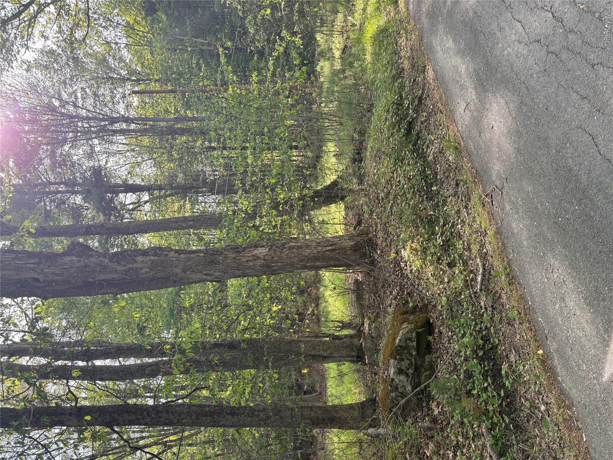Lucks Road Greenfield Park, NY 12435 - Photo 2 of 3 a view of a forest filled with trees