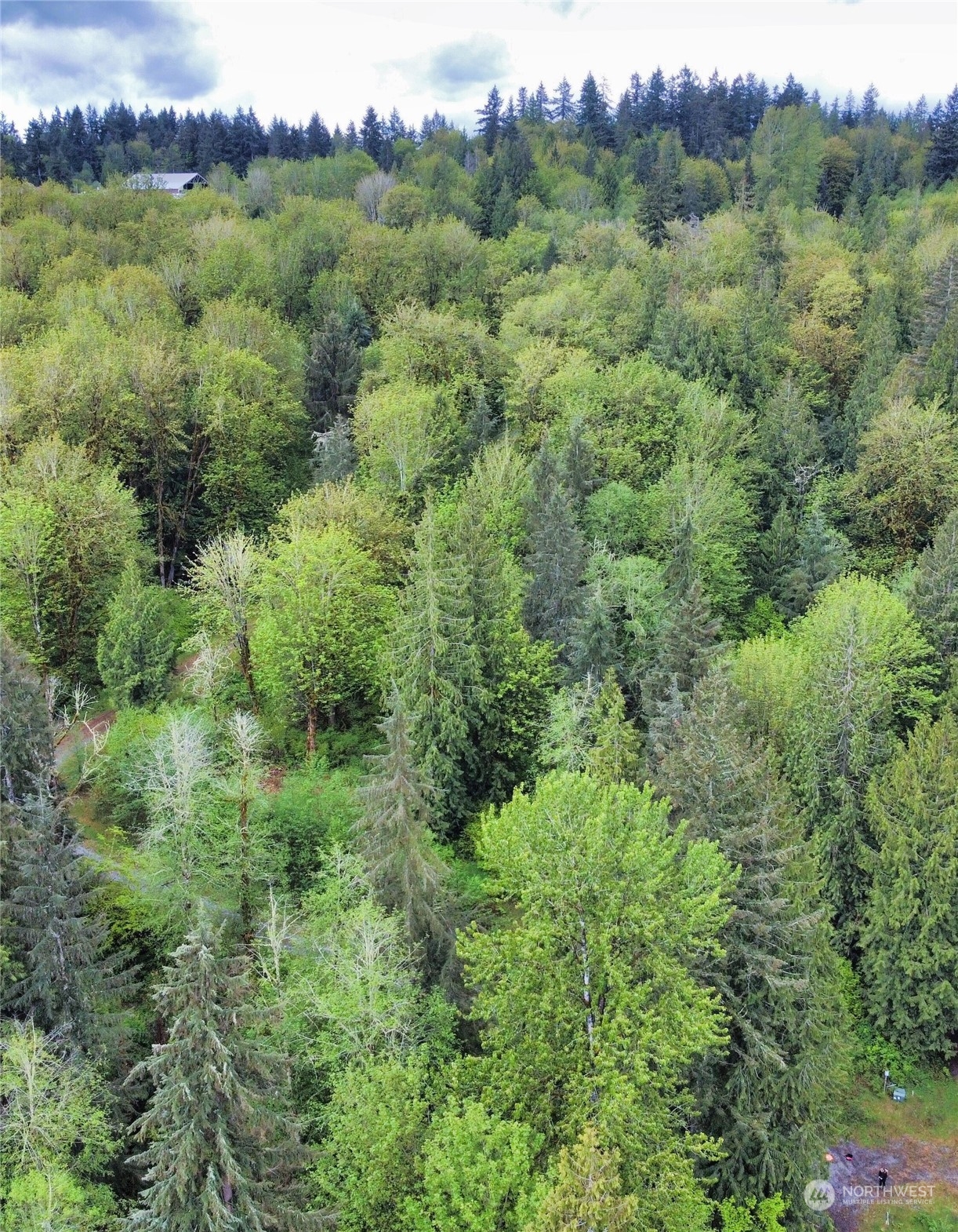 0 254th Maple Valley Renton, WA 98058 - Photo 2 of 3 a view of a lush green forest with trees and some houses