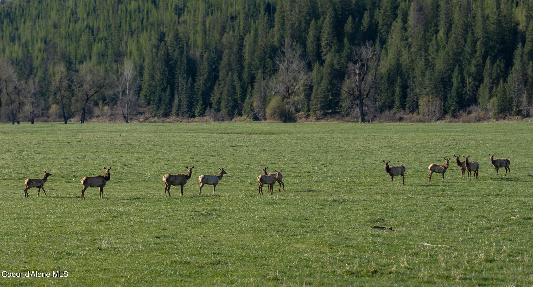 262 Ac North Side Road Calder, ID 83808 - Photo 8 of 72 NWLL Herrick-39