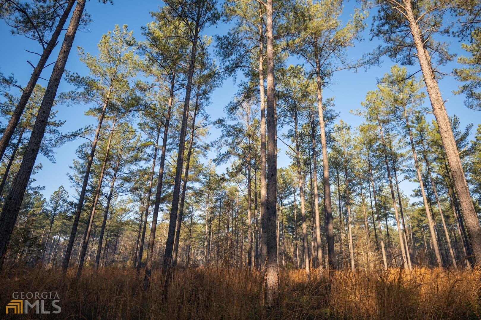 278 Bowers Road Leesburg, GA 31763 - Photo 1 of 1 Gallery Image 1