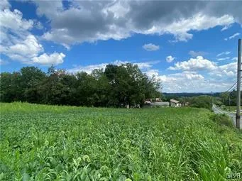 a view of a big yard with potted plants and large trees
