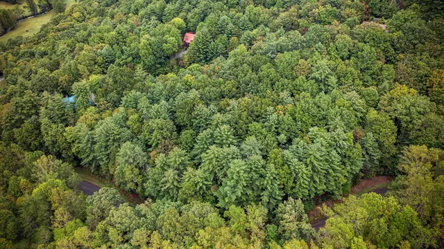 a view of a lush green forest with large trees