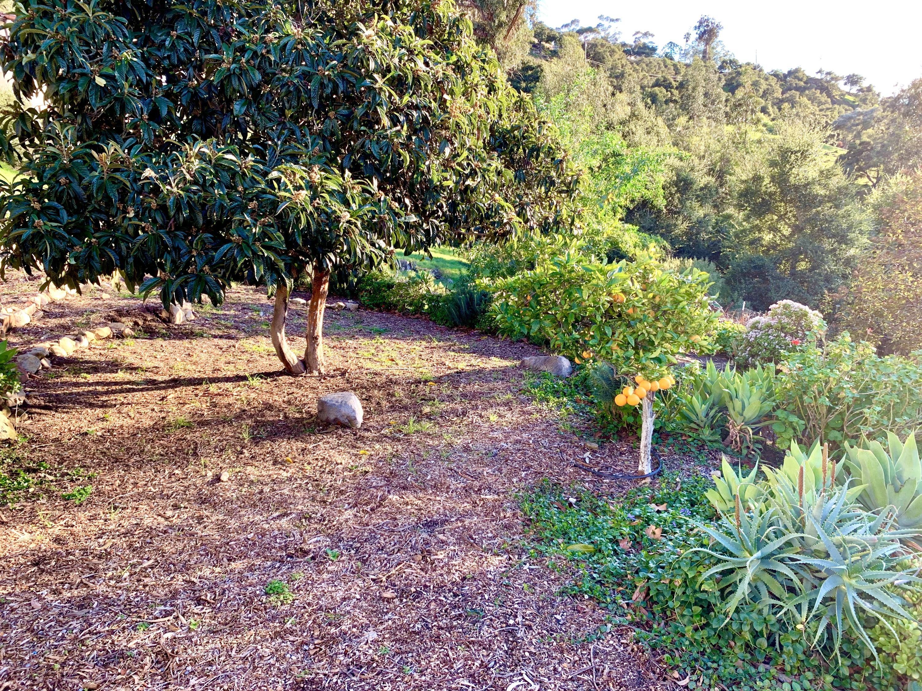 2261 Las Canoas Road Santa Barbara, CA 93105 - Photo 35 of 42 a view of a tree in a yard
