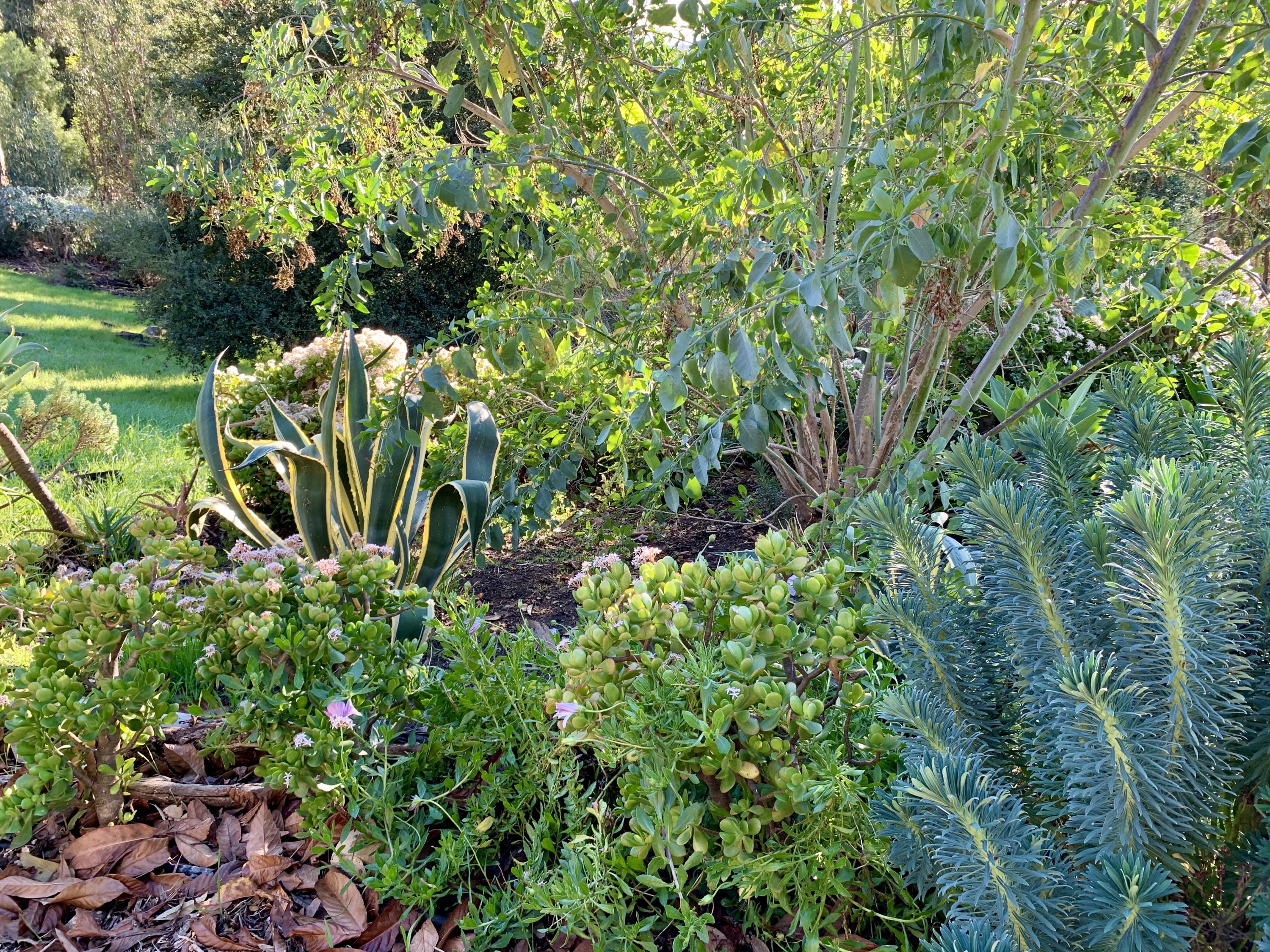 2261 Las Canoas Road Santa Barbara, CA 93105 - Photo 38 of 42 a view of a plant in a garden