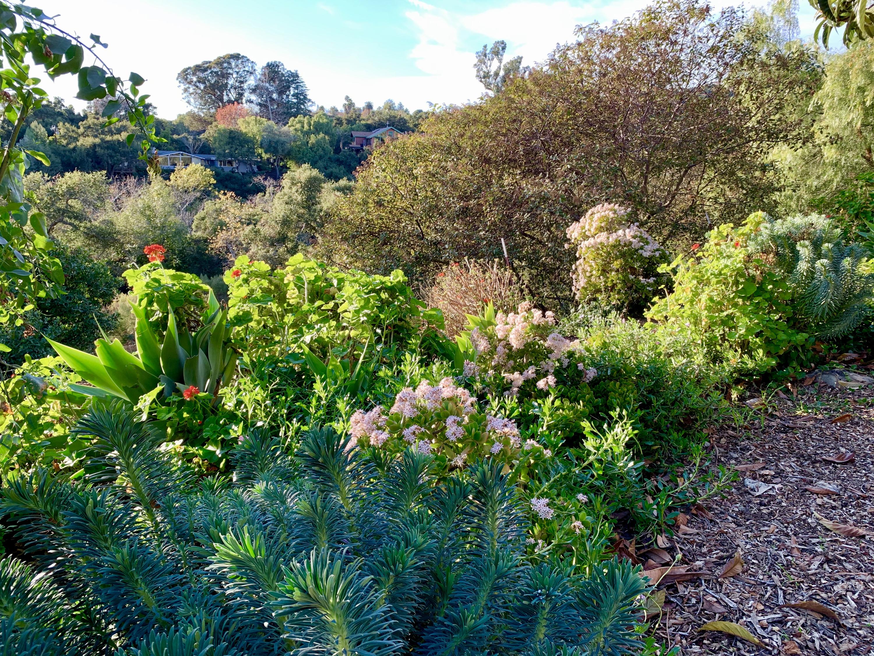 2261 Las Canoas Road Santa Barbara, CA 93105 - Photo 39 of 42 a view of flowers in bunch