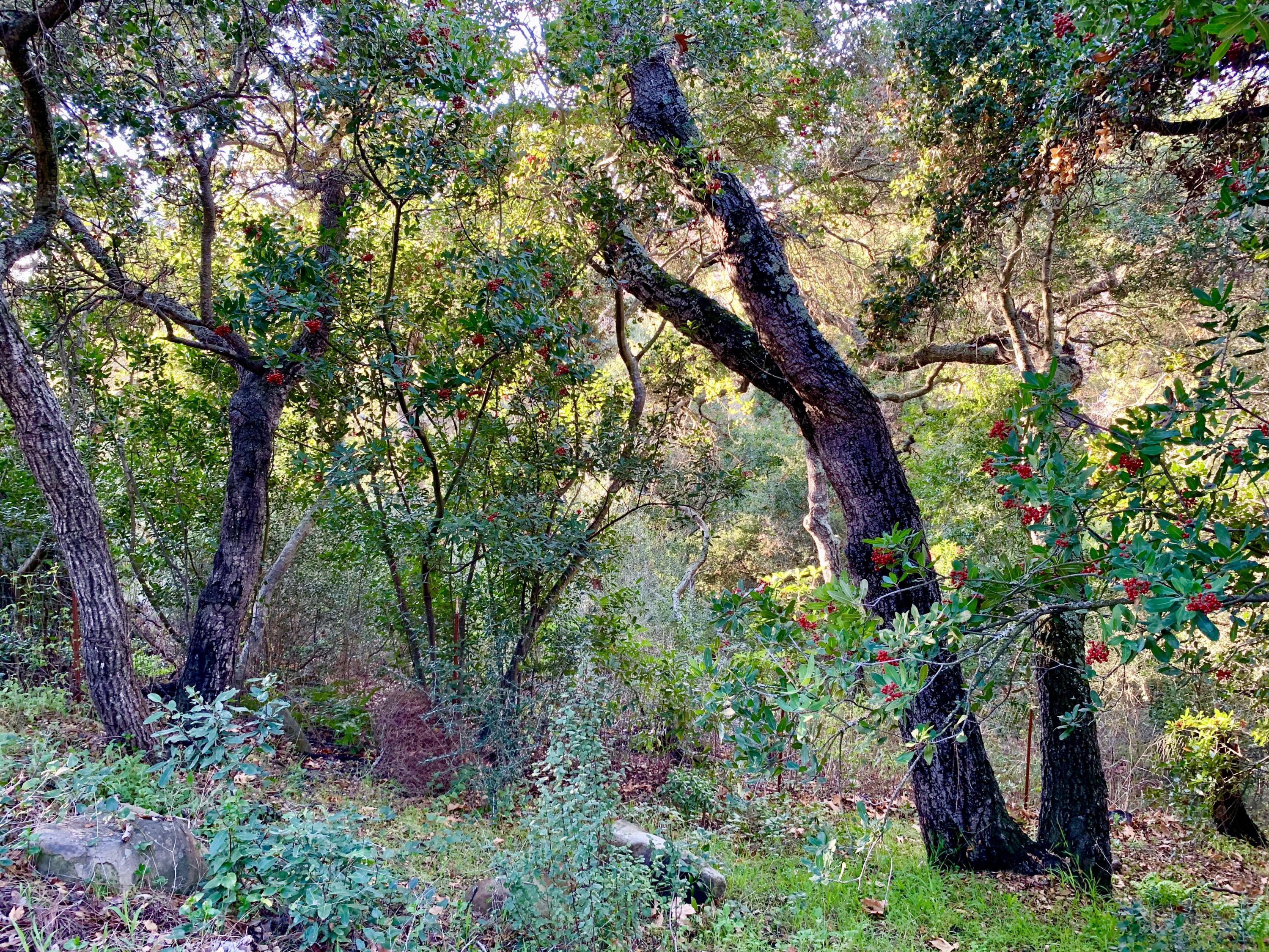2261 Las Canoas Road Santa Barbara, CA 93105 - Photo 42 of 42 a backyard of a house with lots of green space