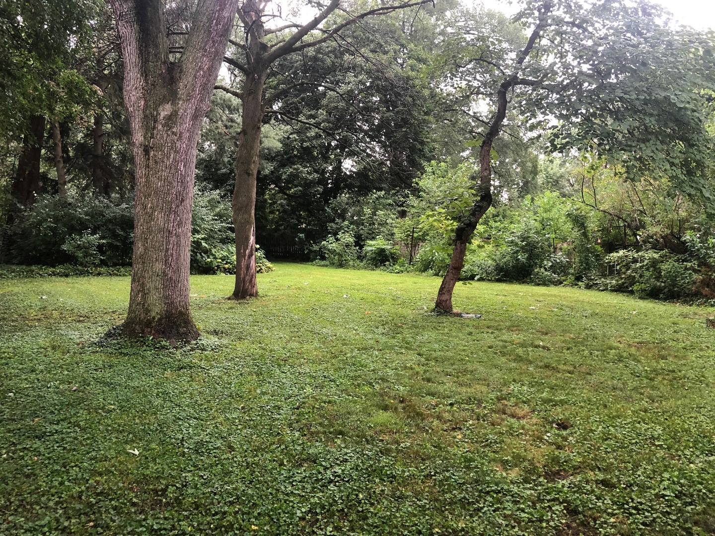 N344 Willow Road Wheaton, IL 60187 - Photo 2 of 11 a view of a trees with a yard