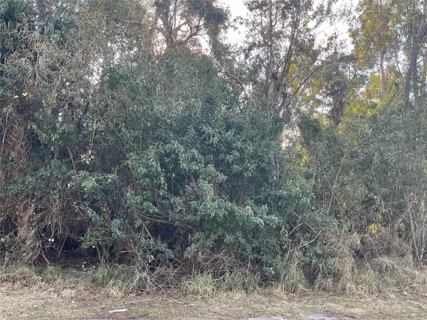 a view of a forest with large trees