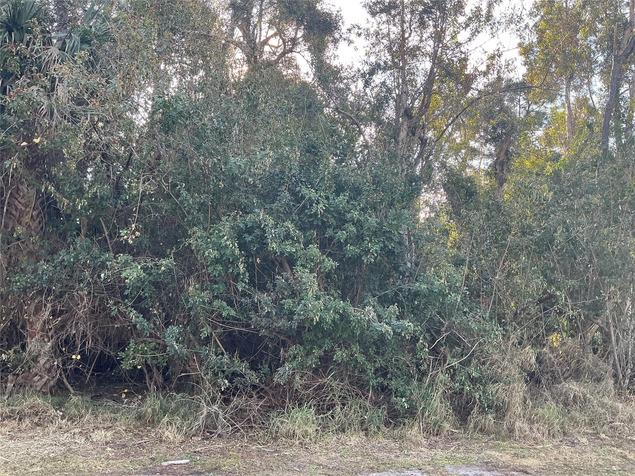 557 Drawdy Way Sebastian, FL 32958 - Photo 1 of 6 a view of a forest with large trees