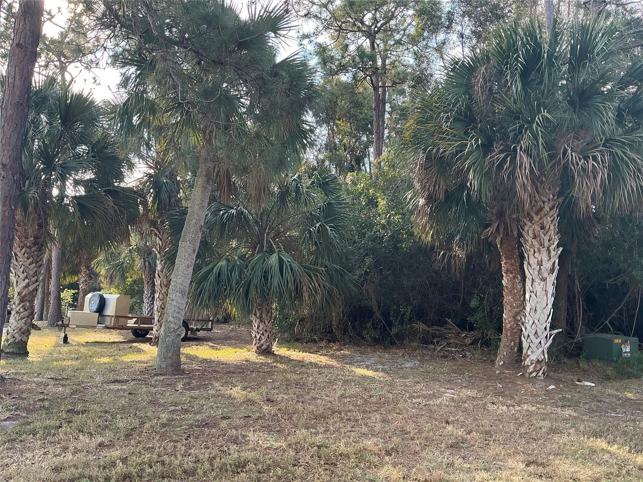 557 Drawdy Way Sebastian, FL 32958 - Photo 6 of 6 a view of a yard with a tree