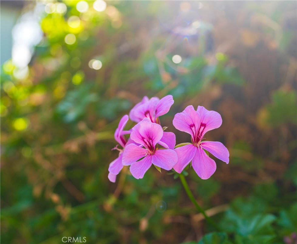 405 North Janss Street Anaheim, CA 92805 - Photo 32 of 33 a view of a flower