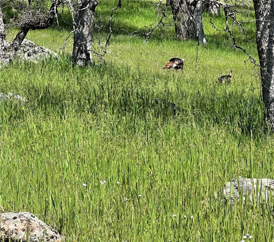 0 Old Wards Ferry Road Sonora, CA 95370 - Photo 11 of 15