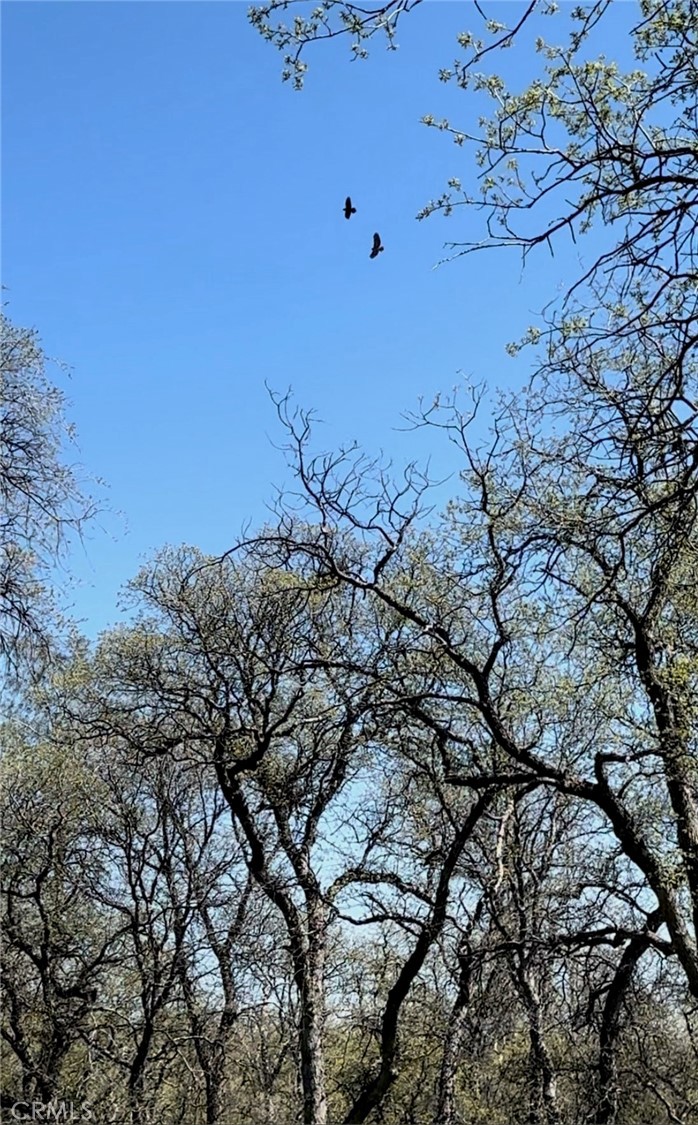 0 Old Wards Ferry Road Sonora, CA 95370 - Photo 12 of 15