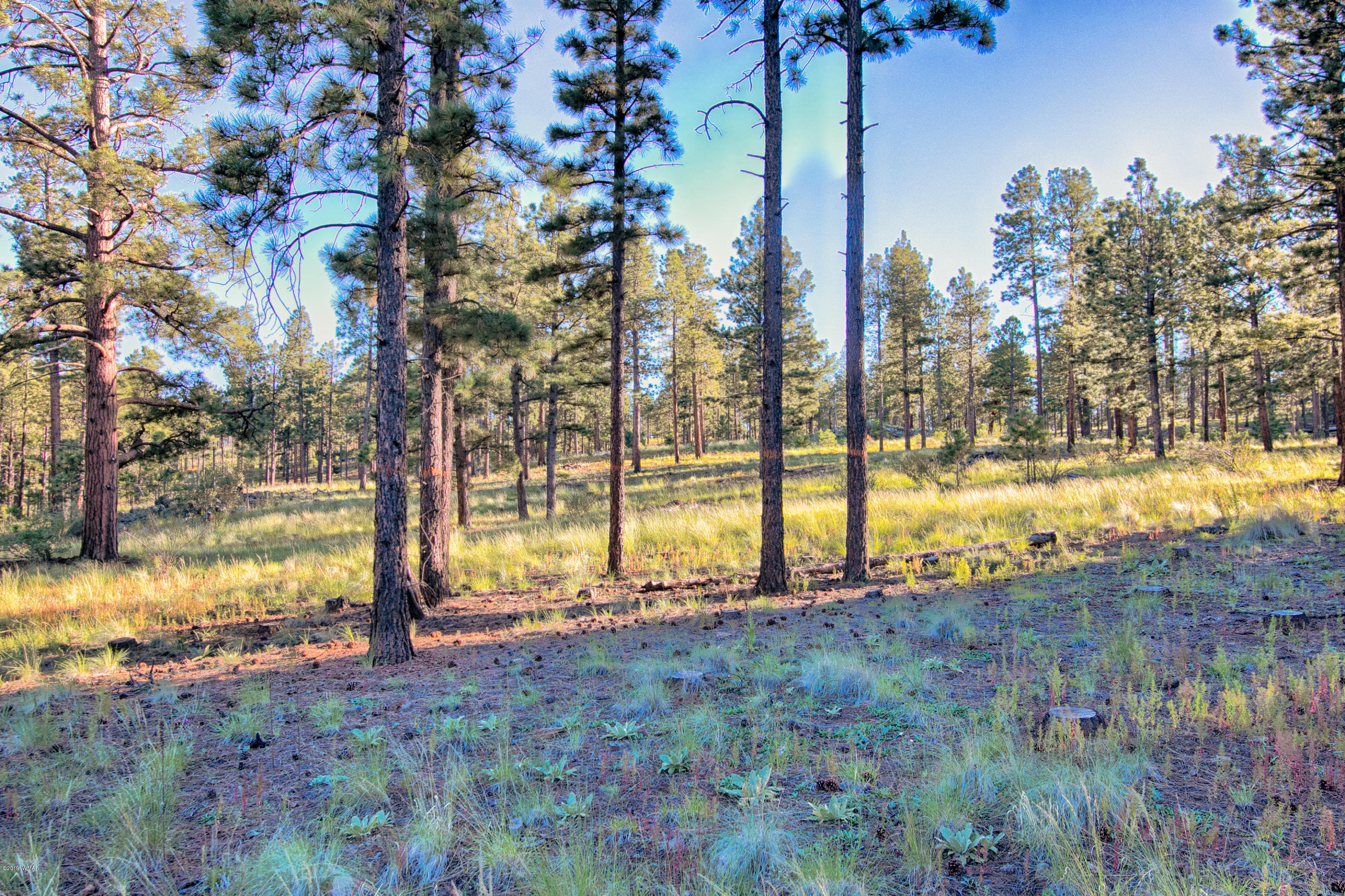 64 Spring Road Greer, AZ 85927 - Photo 8 of 29