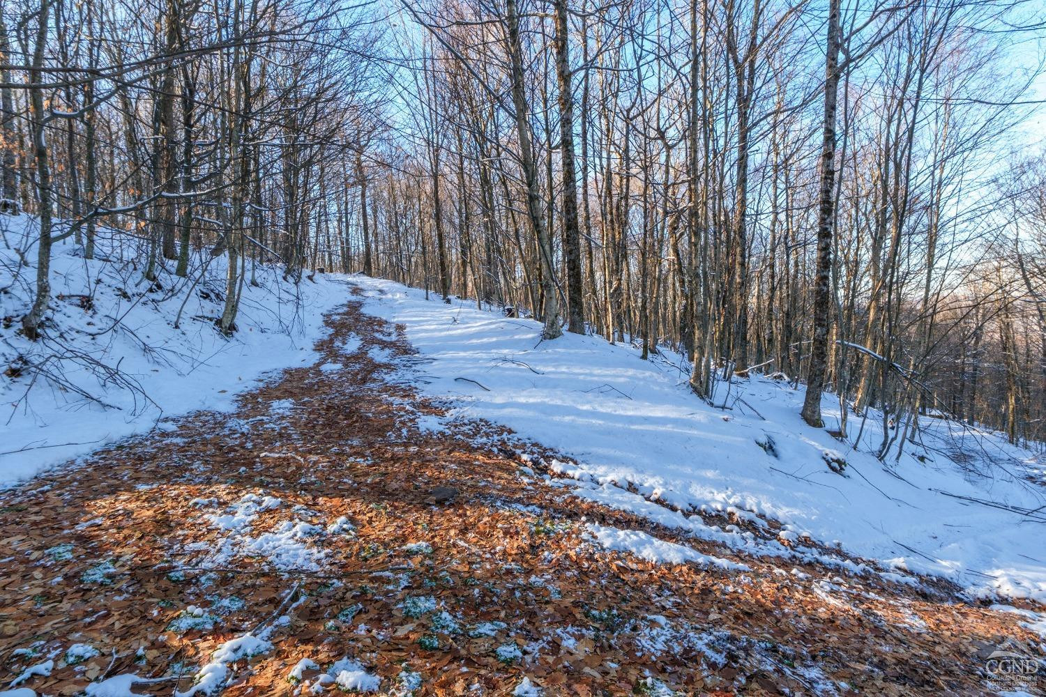 0 State Route 28 Andes, NY 13731 - Photo 21 of 34 a view of a yard with trees